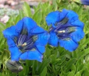 image of flower