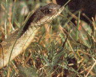 image of hognose_snake #3