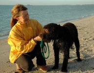 image of irish_water_spaniel #4