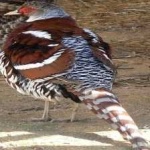 image of bird