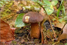 image of bolete