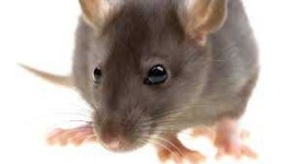 image of rat #11