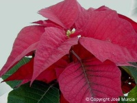 image of poinsettia #13