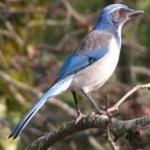 image of bird
