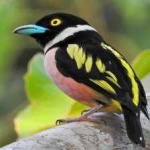image of bird