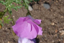 image of flower