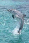 image of animal