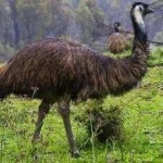 image of emu #31