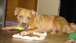 image of american_staffordshire_terrier