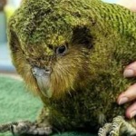 image of bird