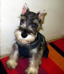 image of miniature_schnauzer