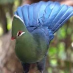 image of bird