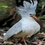 image of bird