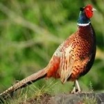 image of ring_necked_pheasant #7