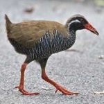 image of bird