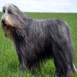 image of bearded_collie #12