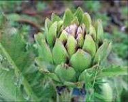 image of artichoke #5