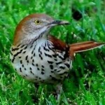 image of brown_thrasher #19