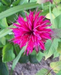 image of flower