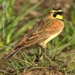 image of bird