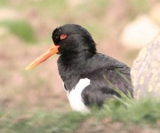 image of oystercatcher