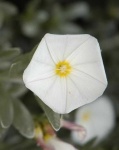 image of flower