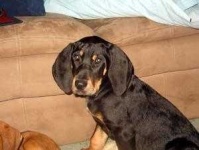 image of black_and_tan_coonhound