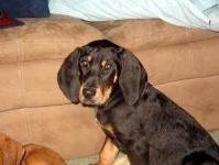 image of black_and_tan_coonhound #9