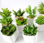image of cactus