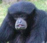 image of siamang
