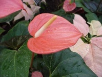 image of anthurium #29