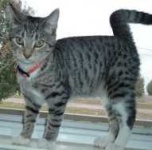 image of animal