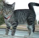 image of egyptian_mau #12