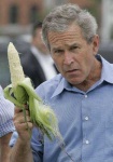 image of corn
