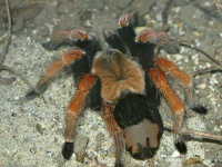 image of tarantula