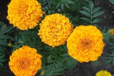 image of flower