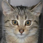 image of animal