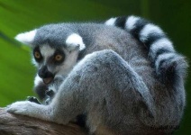 image of madagascar_cat