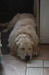 image of golden_retriever