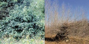 image of bush