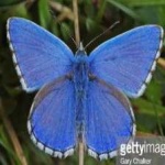 image of animal