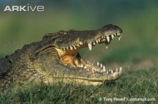 image of african_crocodile
