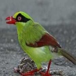 image of bird