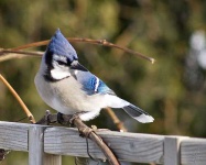 image of jay