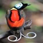 image of bird