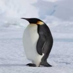 image of bird