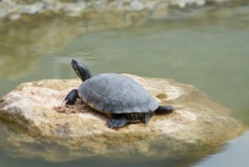 image of animal