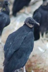 image of vulture