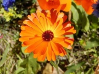 image of flower