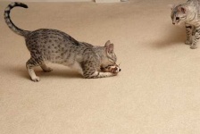 image of egyptian_cat